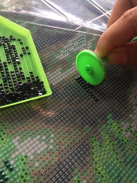 Cây lăn đá thần tốc