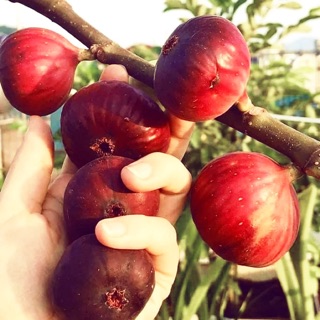 Cây giống sung mỹ chiết cành