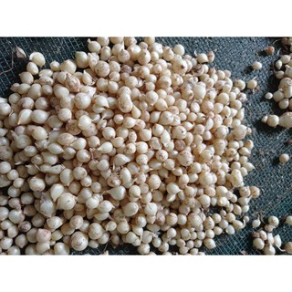 Củ nén Loại Đặc Biệt.Củ Nén Quảng Bình Thơm Ngon