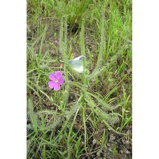 Hạt cây bắt mồi Drosera Indica Green