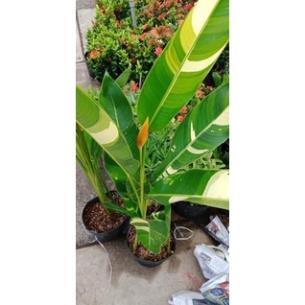 Cây chuối thiên Điểu 🌴Mua 4 tặng 1 cây bất kỳ🌴