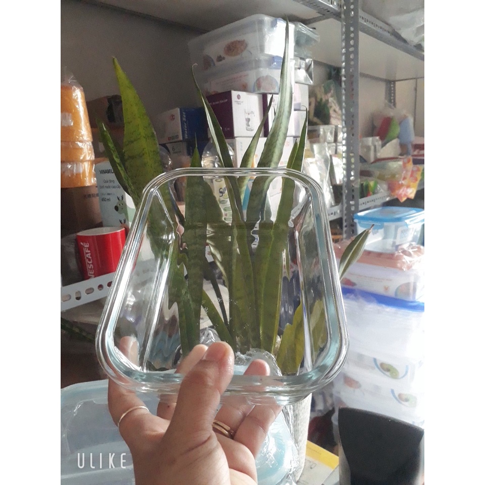 HỘP THỦY TINH CHỮ NHẬT 640ML