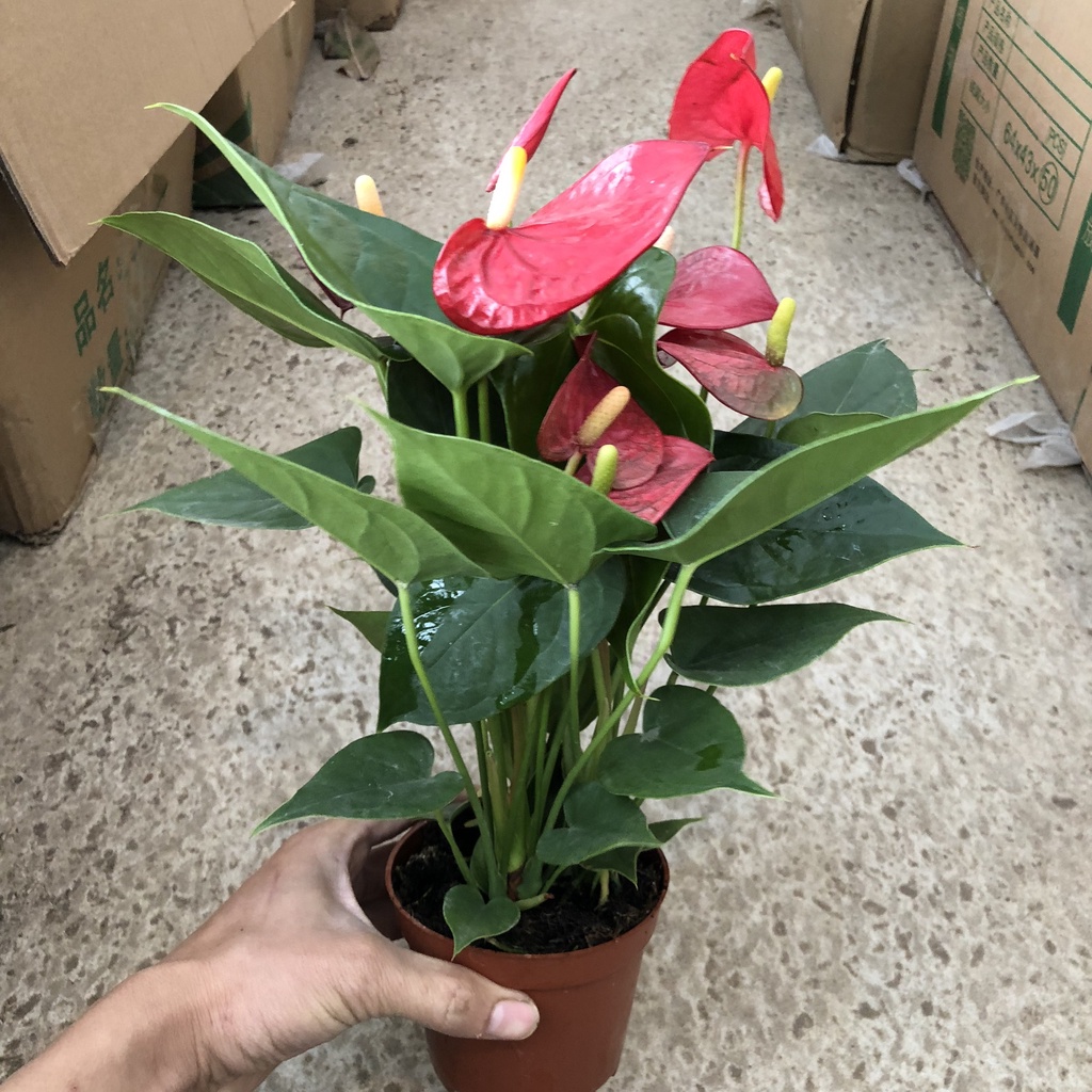 Hồng môn - Cây hoa hồng môn đỏ cao 20cm màu sắc đỏ tươi mang lại may mắn hạnh phúc