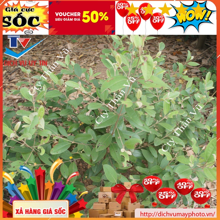 Giống Cây sim giống ta sim rừng ăn quả làm cảnh ngâm rượu hoa đẹp cây dễ trồng sức sống mạnh