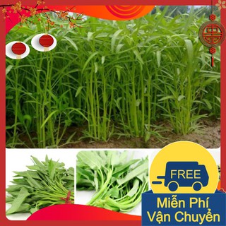 Combo 3 Gói Hạt Giống Rau Muống Tre Thái Lan