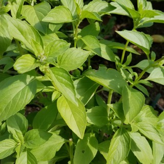 2gr - HẠT GIỐNG HÚNG TRẮNG ( RAU THƠM SẢ)