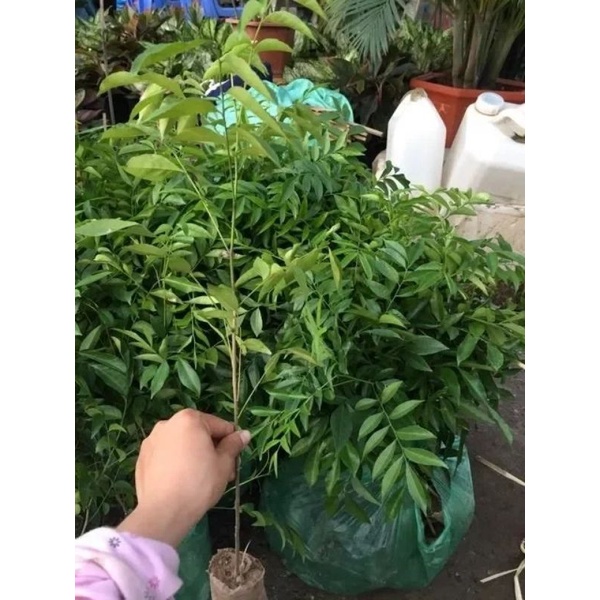 Cây móc mật ăn lá