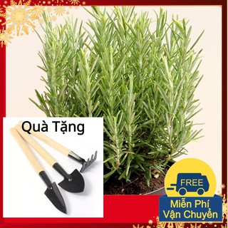 Hạt Giống Hương Thảo Tặng Bộ Dụng Cụ Mini Trồng Cây Tặng Bộ Dụng Cụ Mini Trồng Cây
