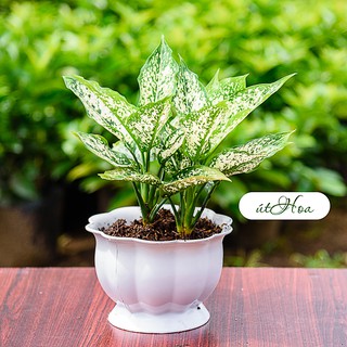 Chậu để bàn trái bí Trắng