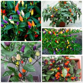 Gói 20 Hạt Giống Ớt Ngũ Sắc
