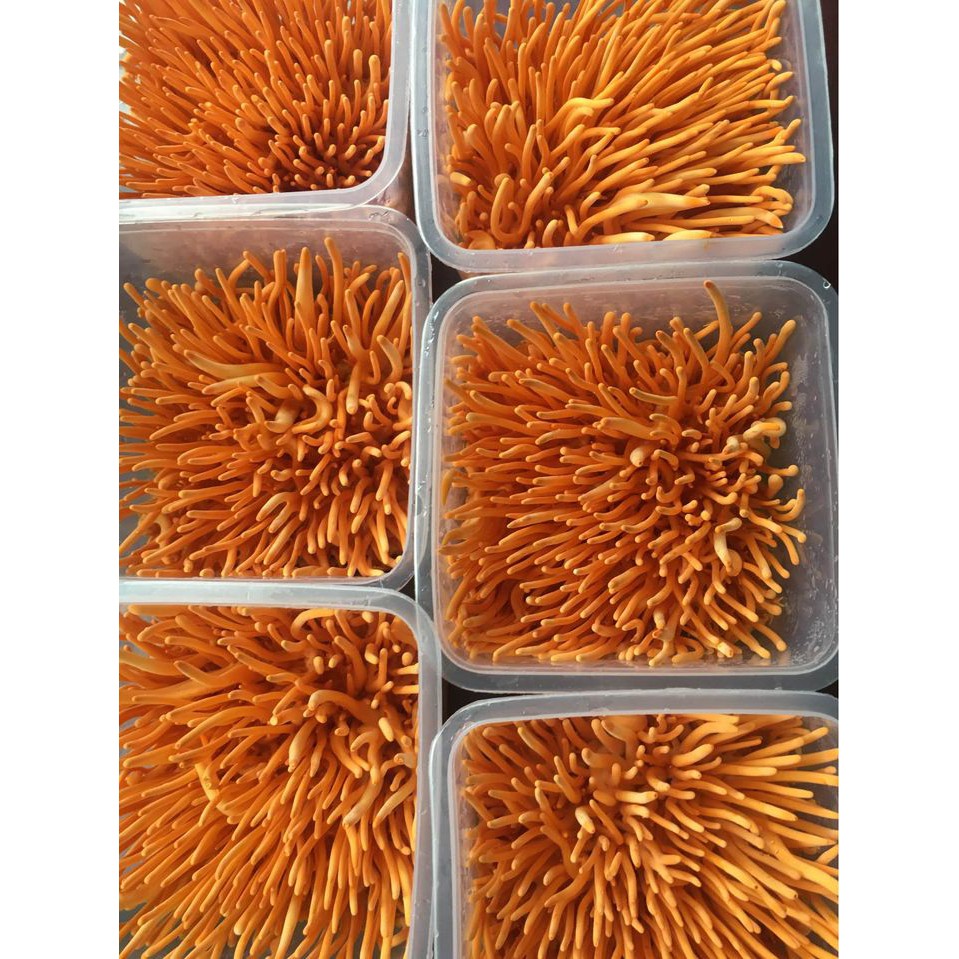 5 hộp Đông trùng hạ thảo tươi 180gr giao hàng toàn quốc [ chính hãng ] freeship toàn quốc bảo hành 1đổi 1 | BigBuy360 - bigbuy360.vn