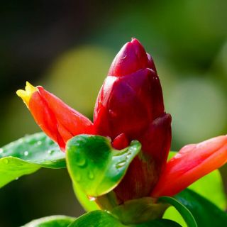 Cây giống hoa phúc lộc thọ
