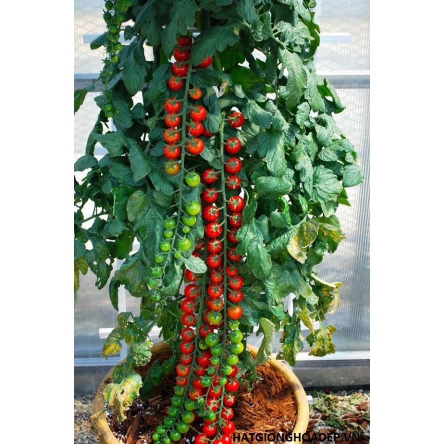 Hạt giống cà chua chuỗi ngọc
