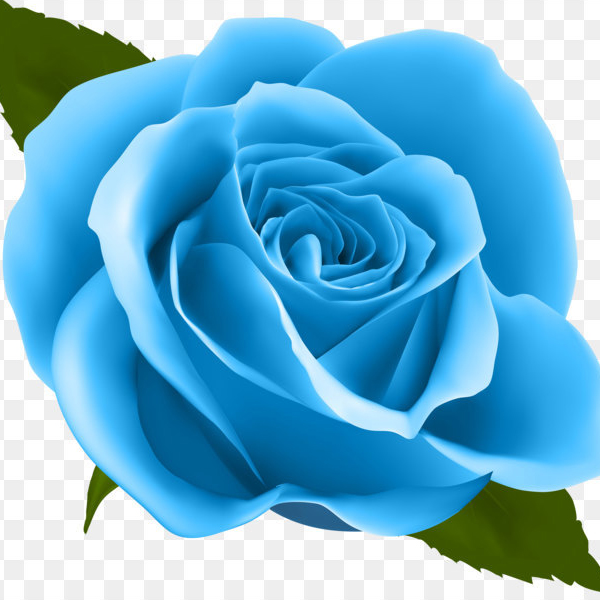 BLUROSE_HÀNG VIỆT NAM