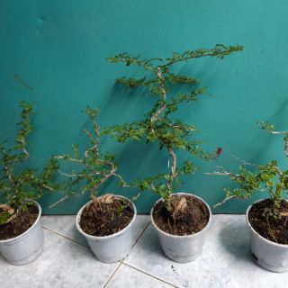 Cây cần thăng bonsai mini