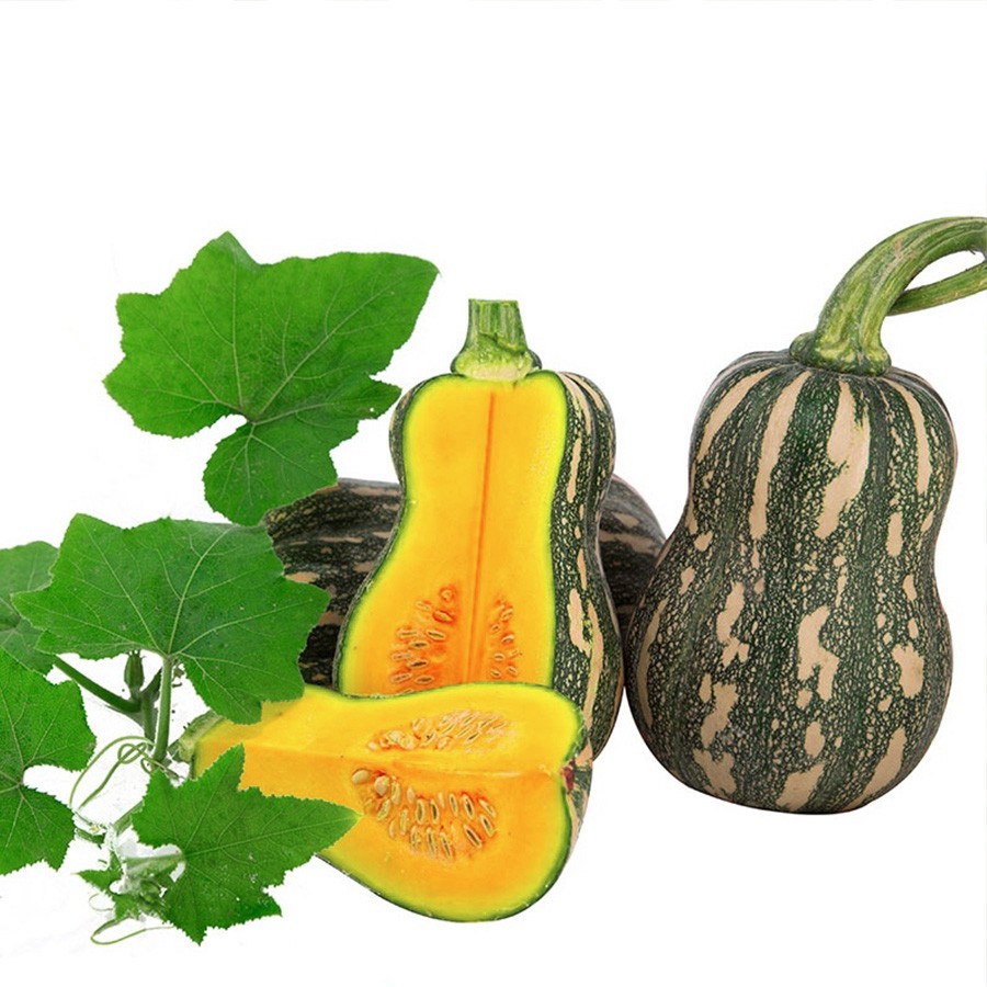 Hạt giống bí hạt đậu F1 VTS13 | Vạn Tín Store