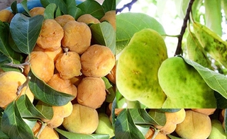 Cây CHAY giống, cây to khỏe bầu lớn, siêu sai quả (XẢ HÀNG)