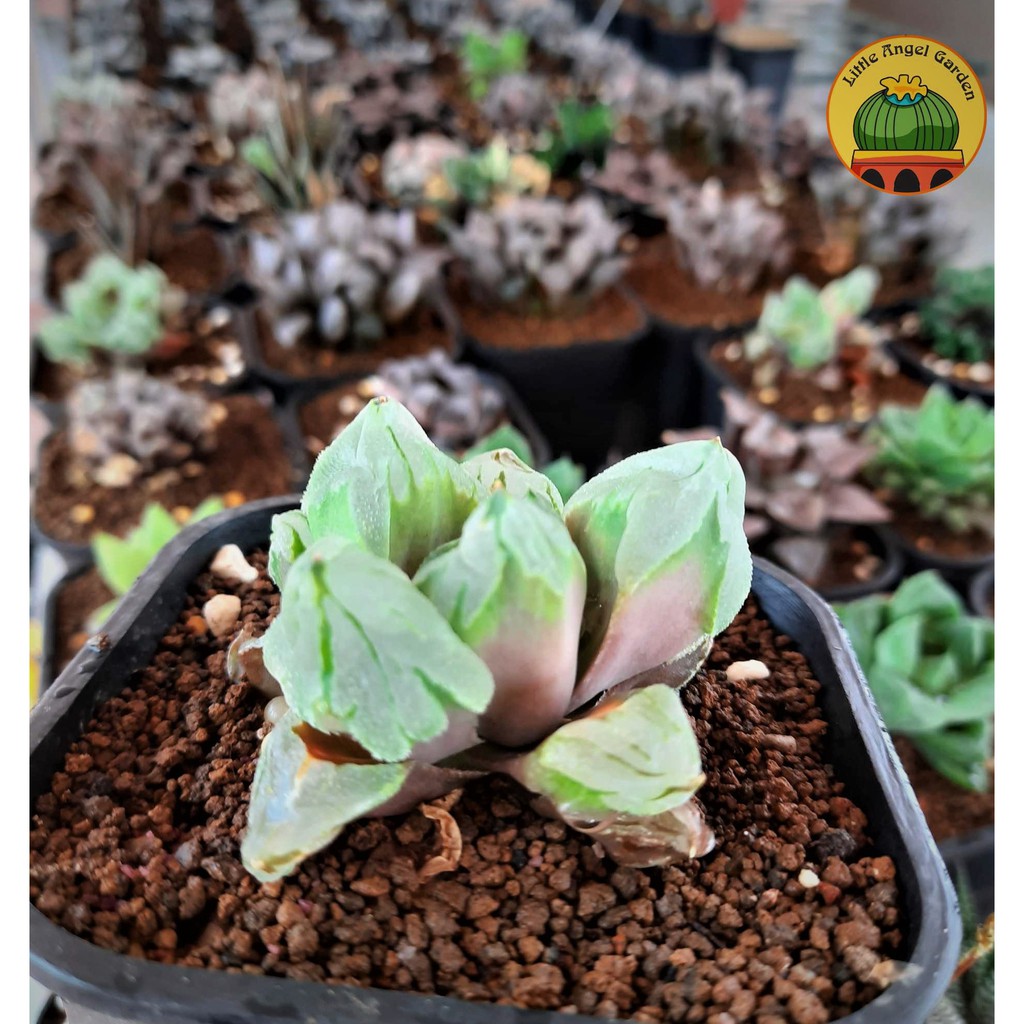 Sen đá Haworthia Ice City - dễ chăm giá rẻ