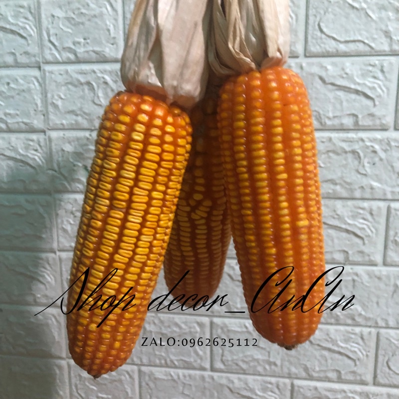 Combo 3 Trái bắp khô,Dây bắp ngô trang trí decor tết.trang trí mần non, decor quán cafe nhà hàng