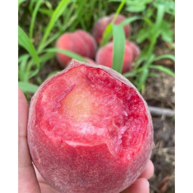 Giống Đào Giòn Đỏ Trái To