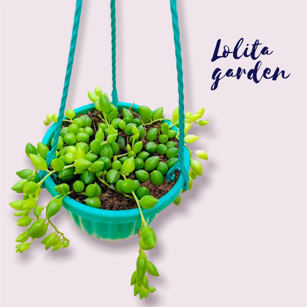 Combo 3 loại sen đá sedum trồng chậu treo Đà Lạt size 9cm cây cảnh trang trí nhà cửa Lolita garden