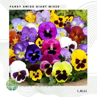 Hạt giống pansies thụy sĩ hạt giống hoa nhập khẩu 100h