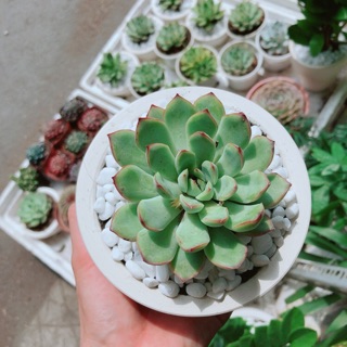 Chậu cây sen đá