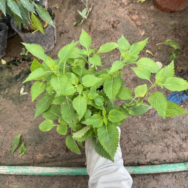 Cây rau kinh giới trồng bịch đen xum xuê nhiều ngọn dùng làm gia bị trong món ăn hằng ngày