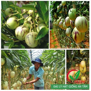 Hạt giống Dưa PEPINO