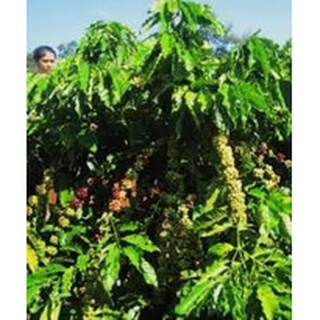 HẠT GIỐNG CÀ PHÊ DÂY THUẬN AN