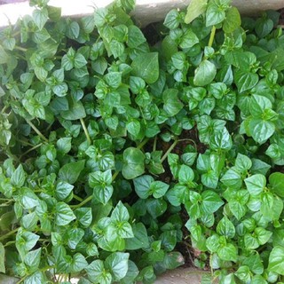 Hạt giống rau càng cua