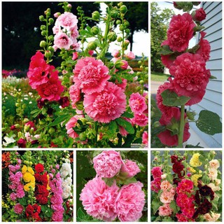 Gói 30 hạt giống hoa mãn đình hồng cánh kép mix màu, Hạt giống hoa thục quỳ nhiều bông dễ trồng