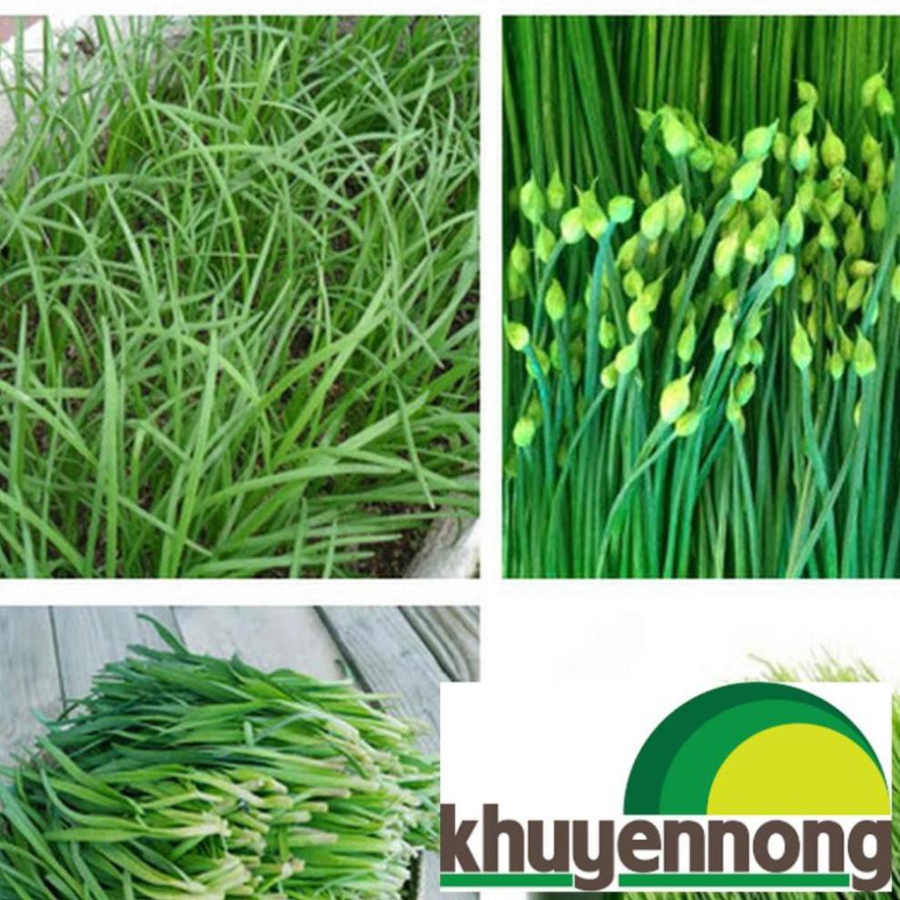 5 gram hạt giống rau hẹ bông