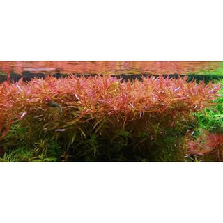 Vảy ốc đỏ (Rotala Đỏ)
