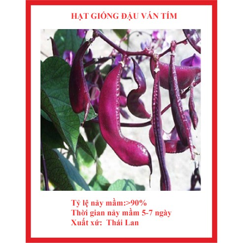 HẠT GIỐNG ĐẬU VÁN TÍM (10 hạt )