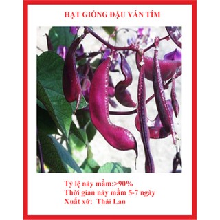 10 hạt giống đậu ván tím
