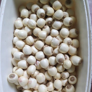 Sen tươi Huế