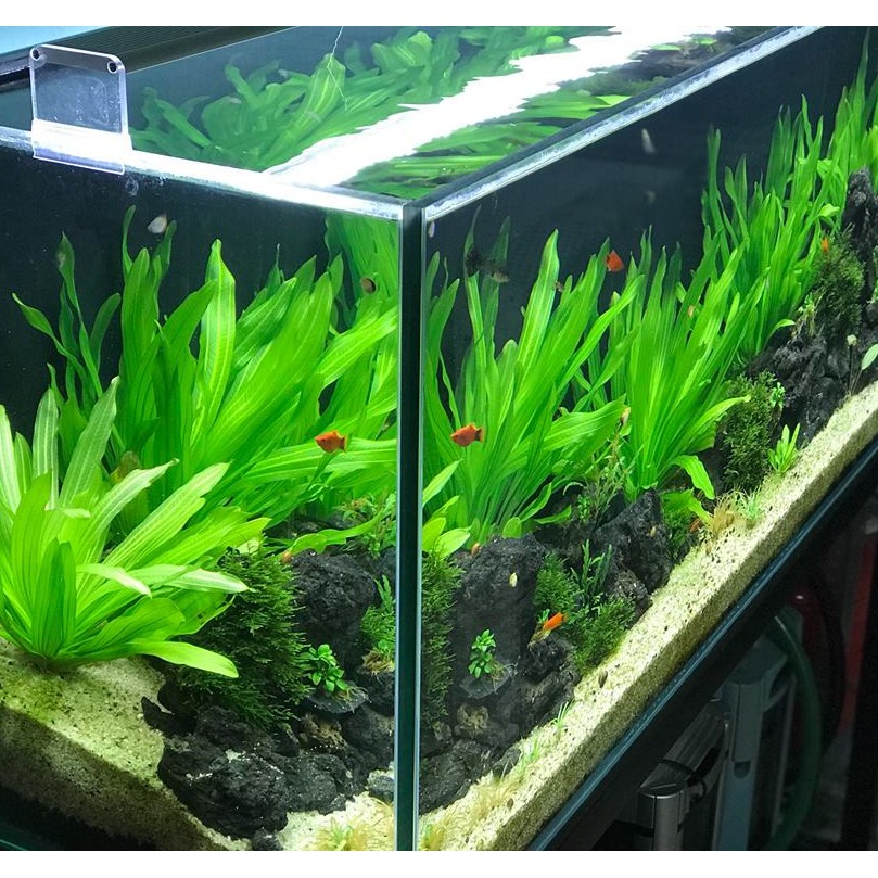 Cây thủy sinh Lưỡi Mèo