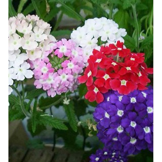 hạt giông cúc indo cúc vân anh 50 hạt