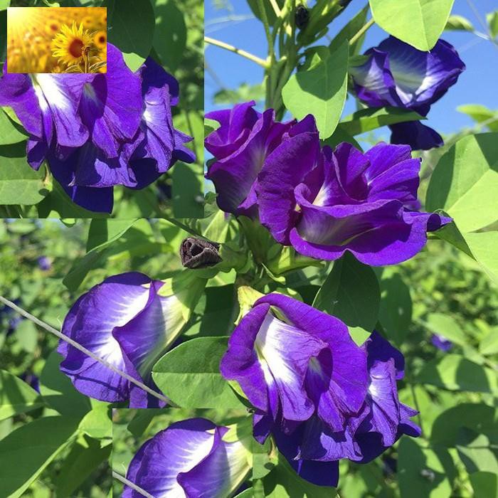 Hạt Giống Hoa Đậu Biếc Kép (20 Hạt) - Dinh Dưỡng, Dễ Trồng, Năng Suất - MUA 3 TẶNG 1 CÙNG LOẠI