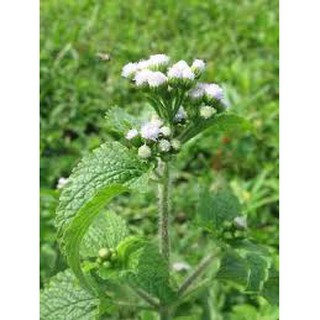 500 gam cỏ cuc heo - cỏ hôi phơi khô