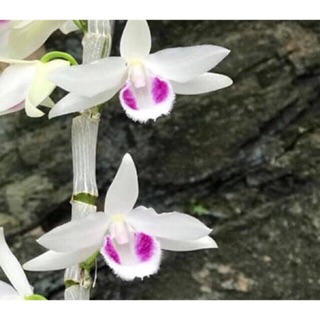 Hoa lan phi điệp 5ct cây giống 4-6 cm