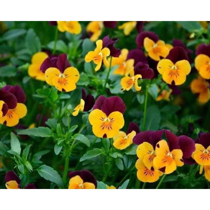 Hạt giống hoa Pansy mix màu.