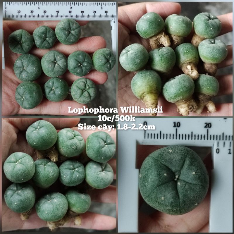 Combo Xương rồng Lophophora Williamsii 3c - Size 1-1.5cm - Hàng hạt rễ củ