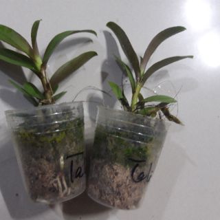Phi điệp Taly xuân giống