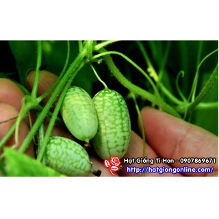 Hạt giống dưa hấu tí hon