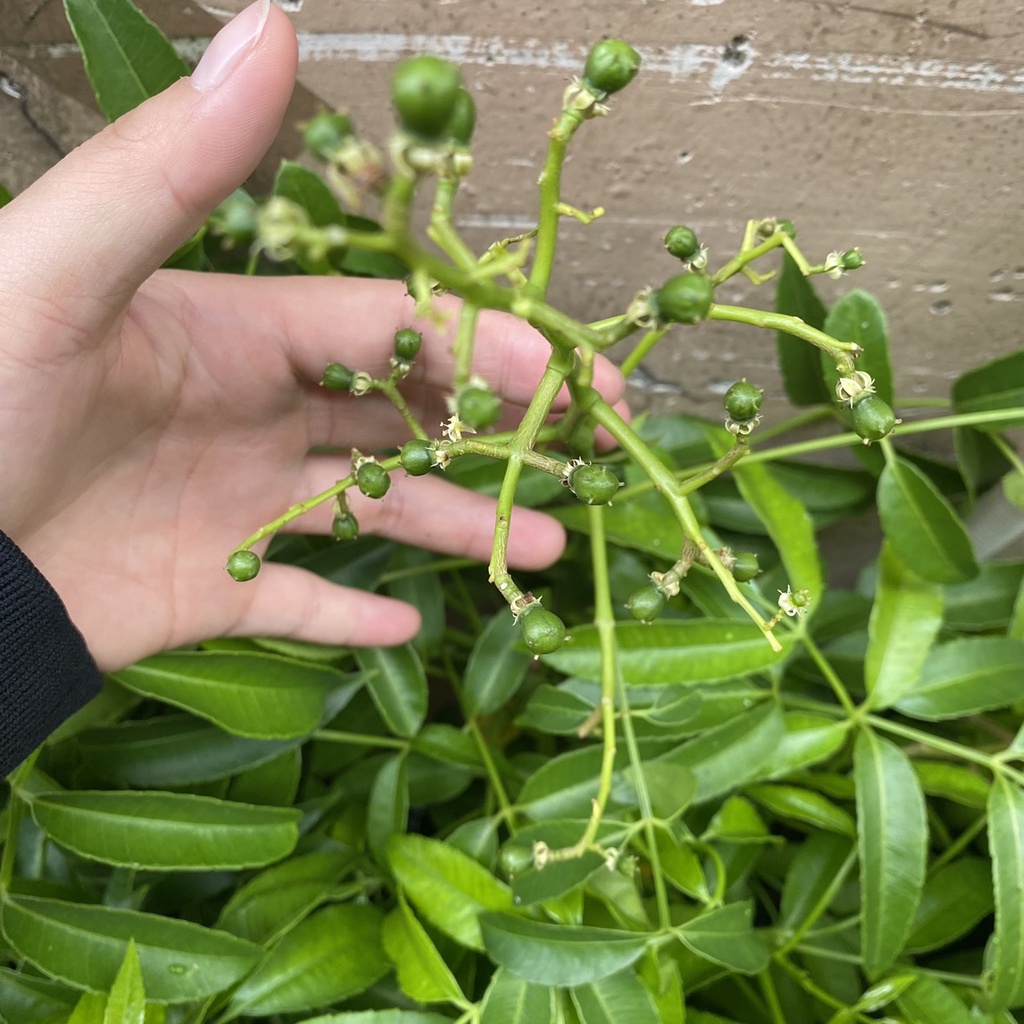 Cóc thái siêu quả, cây trưởng thành đang sẵn hoa