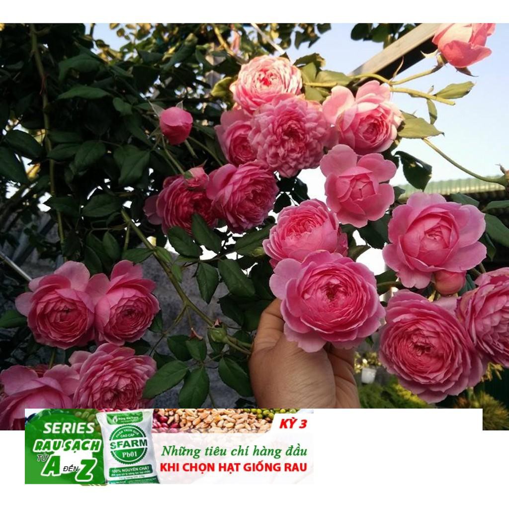 HG8A GÓI 20 HẠT HOA HỒNG LEO PHÁP nhiều màu ĐẾN MÙA TRỒNG TẾT