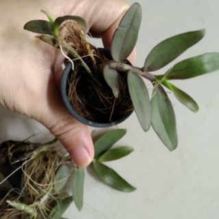 Phi điệp Châu Như gieo hạt