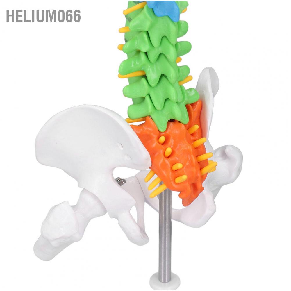 Helium066 Spine Model PVC 45cm Colour Coded Miniature with Thigh Bone Set Kit for Learning Teaching
